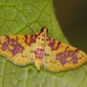 Conogethes haemactalis at Sheldon, QLD - suppressed