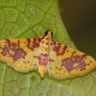 Conogethes haemactalis (Spilomelinae) at Sheldon, QLD - 7 Dec 2007 by PJH123