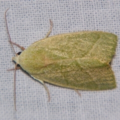 Earias subviridis (Nolidae (Chloephorinae)) at Sheldon, QLD - 7 Dec 2007 by PJH123