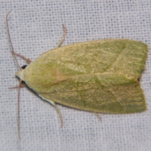 Earias subviridis at Sheldon, QLD - suppressed