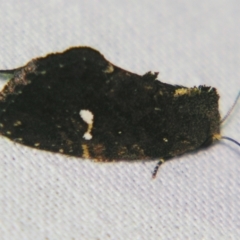 Elusa semipecten (Variable Armyworm) at Sheldon, QLD - 7 Dec 2007 by PJH123