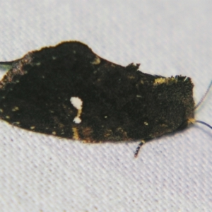 Elusa semipecten at Sheldon, QLD - suppressed