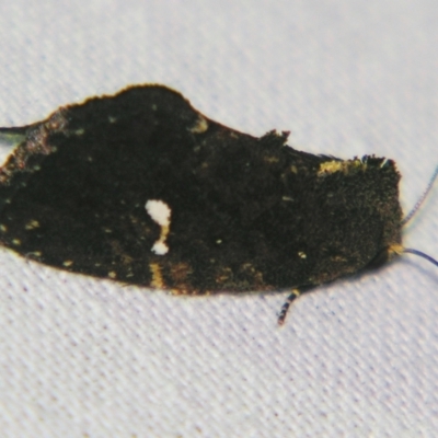 Elusa semipecten (Variable Armyworm) at Sheldon, QLD - 7 Dec 2007 by PJH123