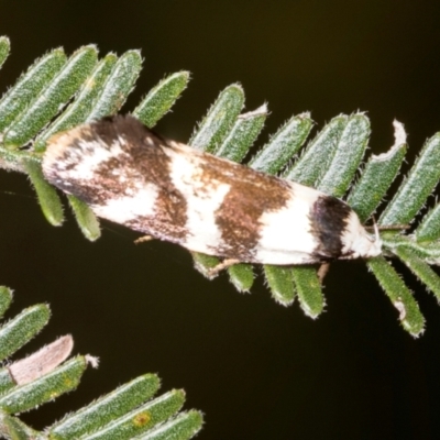 Isomoralla gephyrota (A Concealer moth) at Umbagong District Park - 1 Dec 2023 by AlisonMilton