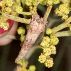 Psychidae (family) IMMATURE (Unidentified case moth or bagworm) at Umbagong District Park - 1 Dec 2023 by AlisonMilton