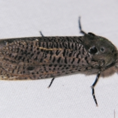 Endoxyla dictyoschema (A Cossid moth (Zeuzeriinae)) at Sheldon, QLD - 7 Dec 2007 by PJH123