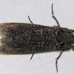 Endoxyla dictyoschema at Sheldon, QLD - suppressed