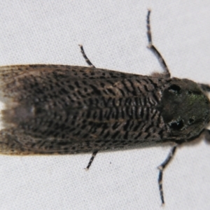 Endoxyla dictyoschema at Sheldon, QLD - suppressed