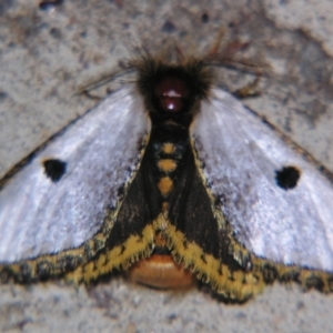 Epicoma melanospila at Sheldon, QLD - suppressed