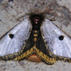 Epicoma melanospila (Black Spot Moth) at Sheldon, QLD - 7 Dec 2007 by PJH123
