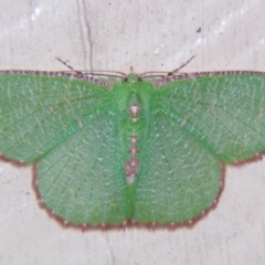 Eucyclodes metaspila (Inscribed Emerald) at Sheldon, QLD - 7 Dec 2007 by PJH123