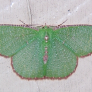 Eucyclodes metaspila at Sheldon, QLD - suppressed