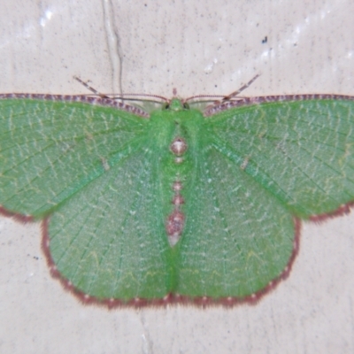 Eucyclodes metaspila (Insccribed Emerald) at Sheldon, QLD - 7 Dec 2007 by PJH123