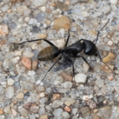 Camponotus aeneopilosus (A Golden-tailed sugar ant) at Umbagong District Park - 1 Dec 2023 by AlisonMilton