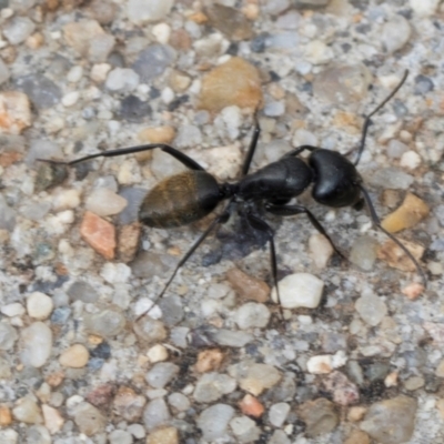 Camponotus aeneopilosus (A Golden-tailed sugar ant) at Umbagong District Park - 1 Dec 2023 by AlisonMilton