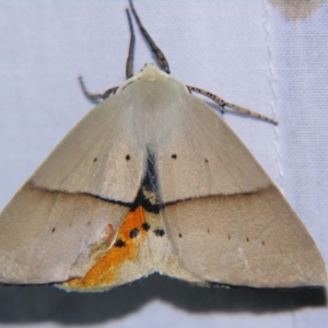 Gastrophora henricaria at Sheldon, QLD - 7 Dec 2007