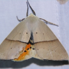 Gastrophora henricaria (Fallen-bark Looper, Beautiful Leaf Moth) at Sheldon, QLD - 7 Dec 2007 by PJH123