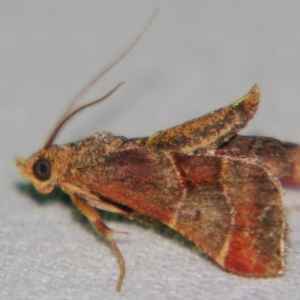 Gauna aegusalis at Sheldon, QLD - suppressed