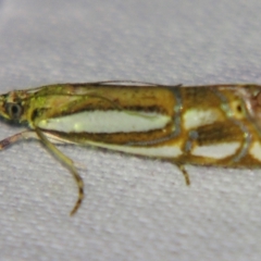 Hednota argyroeles (a Crambid moth (Crambinae)) at Sheldon, QLD - 8 Dec 2007 by PJH123