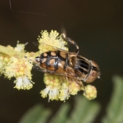 Eristalinus punctulatus (Golden Native Drone Fly) at Umbagong District Park - 1 Dec 2023 by AlisonMilton