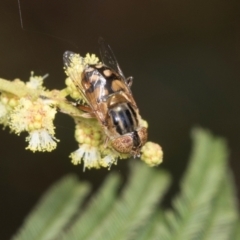 Eristalinus punctulatus at Umbagong District Park - 1 Dec 2023