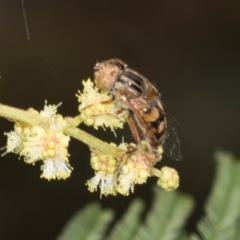 Eristalinus punctulatus at Umbagong District Park - 1 Dec 2023