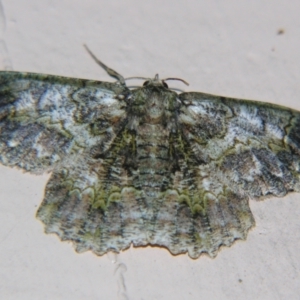 Hypodoxa conspurcata at Sheldon, QLD - 7 Dec 2007