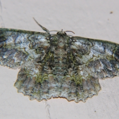 Hypodoxa conspurcata (A Textured emerald) at Sheldon, QLD - 7 Dec 2007 by PJH123