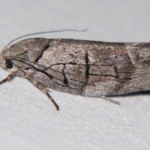 Illidgea epigramma at Sheldon, QLD - suppressed
