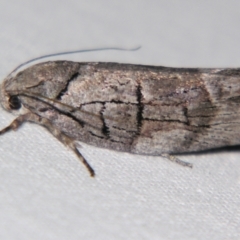 Illidgea epigramma (A Gelechioid moth) at Sheldon, QLD - 7 Dec 2007 by PJH123
