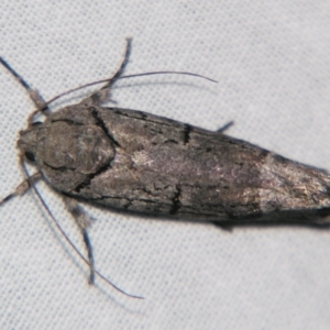 Illidgea epigramma at Sheldon, QLD - suppressed