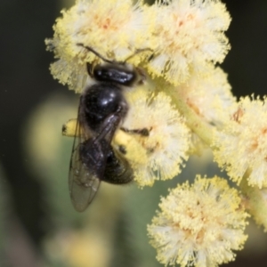 Leioproctus sp. (genus) at Umbagong District Park - 1 Dec 2023