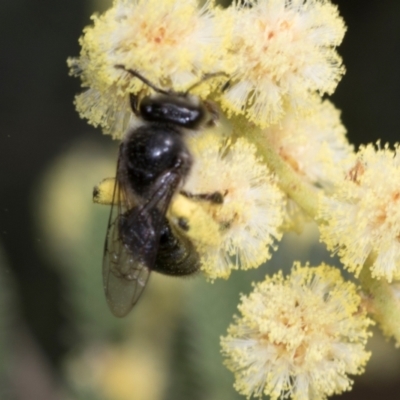 Leioproctus sp. (genus) (Plaster bee) at Umbagong District Park - 1 Dec 2023 by AlisonMilton