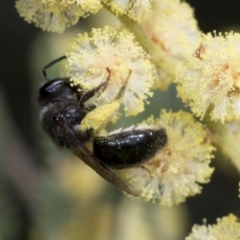 Leioproctus sp. (genus) at Umbagong District Park - 1 Dec 2023