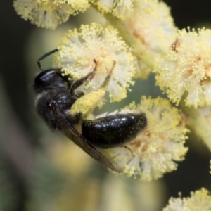 Leioproctus sp. (genus) at Umbagong District Park - 1 Dec 2023