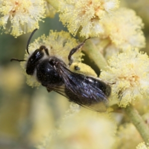 Leioproctus sp. (genus) at Umbagong District Park - 1 Dec 2023