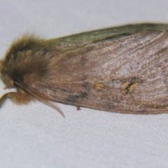 Leptocneria reducta (White Cedar Moth) at Sheldon, QLD - 7 Dec 2007 by PJH123