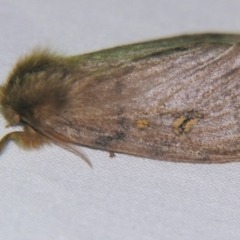 Leptocneria reducta (White cedar moth) at Sheldon, QLD - 7 Dec 2007 by PJH123