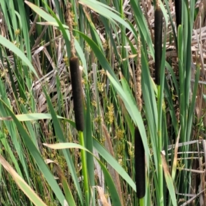 Typha latifolia at Nimmitabel, NSW - 9 Dec 2023