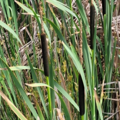 Typha latifolia (Cat's-Tail) at Nimmitabel, NSW - 9 Dec 2023 by trevorpreston