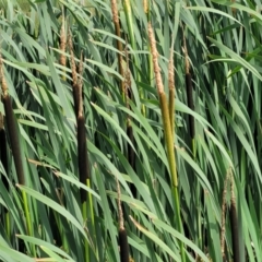 Typha latifolia at Nimmitabel, NSW - 9 Dec 2023