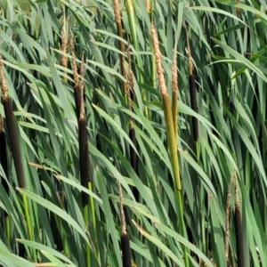 Typha latifolia at Nimmitabel, NSW - 9 Dec 2023