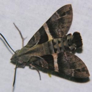 Macroglossum errans at Sheldon, QLD - 7 Dec 2007