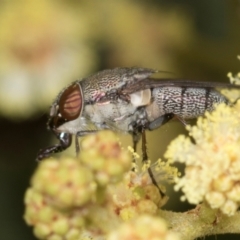 Stomorhina subapicalis (A snout fly) at Umbagong District Park - 30 Nov 2023 by AlisonMilton