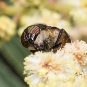 Stomorhina subapicalis at Umbagong District Park - 1 Dec 2023