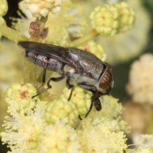 Stomorhina subapicalis at Umbagong District Park - 1 Dec 2023