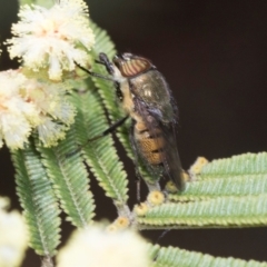 Stomorhina subapicalis at Umbagong District Park - 1 Dec 2023 09:36 AM