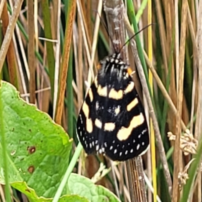 Phalaenoides tristifica (Willow-herb Day-moth) at Nimmitabel, NSW - 9 Dec 2023 by trevorpreston