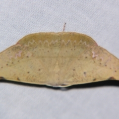 Onycodes rubra (A Geometer moth (Oenochrominae)) at Sheldon, QLD - 7 Dec 2007 by PJH123