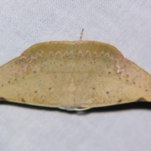 Onycodes rubra at Sheldon, QLD - suppressed